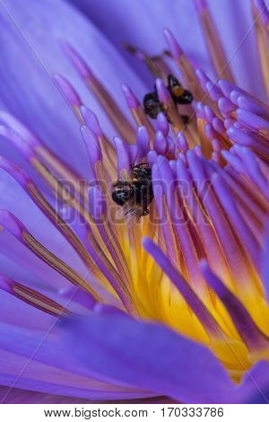 Stingless bee in the Lotus in the garden