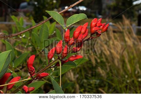 Closeup Bunch of Red Buds Isolated on Background