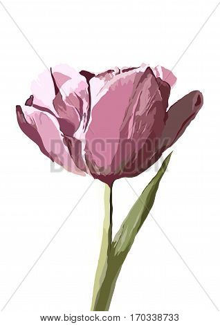Vector tulip hand drawn illustration on background. EPS
