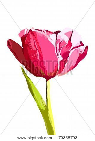 Vector tulip hand drawn illustration on background. EPS