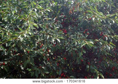 Fruits in a Montmorency sour cherry tree (Prunus cerasus) in Joliet, Illinois during June.