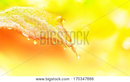 Fresh leaf with dew drops close up