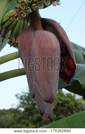 The banana blossom is health benefits .