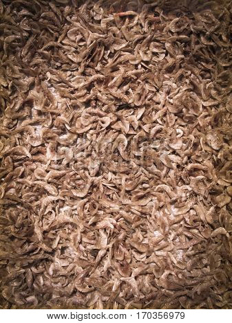 Small fishes are spread for drying Chiplun Ratnagiri Maharashtra India
