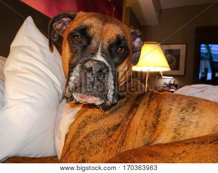 brown boxer dog looks at camera while laying in bed