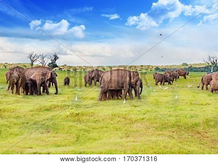 Elephants in Sri Lanka's wildlife National Park in winter