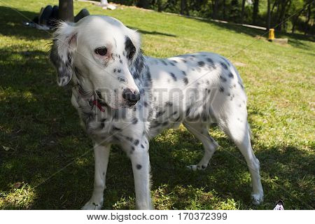 Uncontrollable guest of your picnic. Dalmatian puppy. We are friends