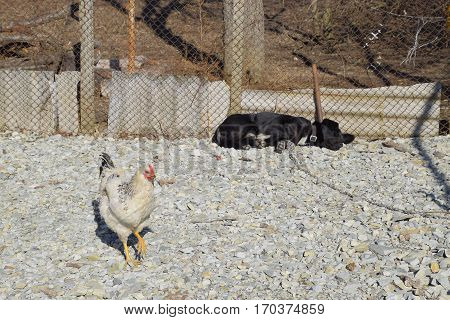 Black Dog On A Chain Resting Under A Fence. Chicken Walks Nearby