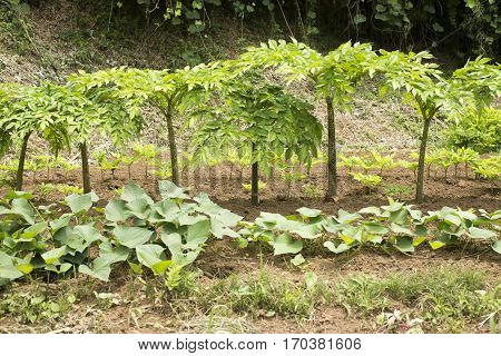 Lined green konjac plant on farm soil