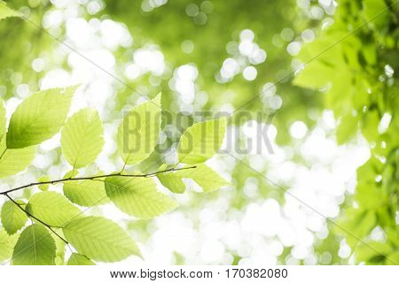Lined green konjac plant on farm soil