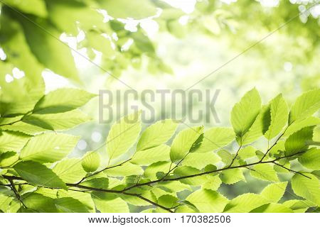 Fresh green carpinus tschonoskii leaves with branch growing in lower sideways