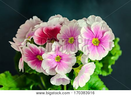 Primula Obconica Touch Me, Pink With White Flowers, Green Leaves, Close Up, Black Background