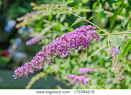 Mauve, Violet Flowers Of Buddleja Davidii, Summer Lilac, Butterfly-bush, Or Orange Eye.
