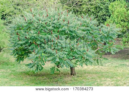Rhus Typhina Tree Seed, Staghorn Sumac Or Stag's Horn Sumach, Close Up