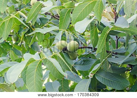 Walnut Tree Close Up With Green Fruits, Juglans Regia Tree, The Persian Walnut, English Walnut, Comm