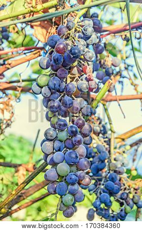 Red Grapes Fruits, Vitis Vinifera (grape Vine) Green Leaves In The Sun, Close Up