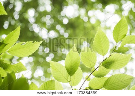 Fresh green carpinus tschonoskii leaves in front of unfocused lights