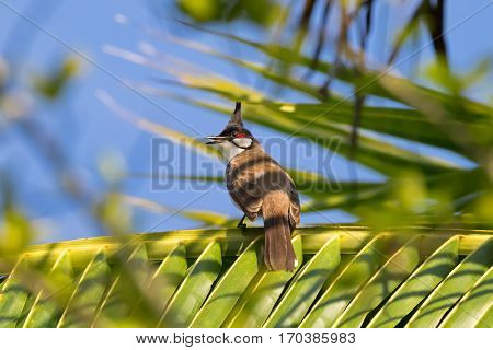 Red-whiskered Bulbul, passerine bird with black crest, red face patch perching on coconut palm leaves against blue sky in Thailand, Asia (Pycnonotus jocosus)