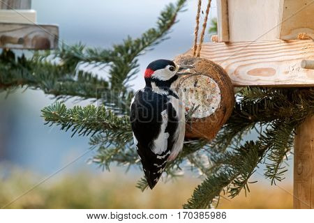 Great spotted woodpecker bird in glossy blue black, white, crimson red patch on nape eating food from coconut shell suet treats made of fat, sunflower seeds during winter in Europe (Dendrocopos major)