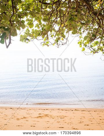Beach and calm ocean blending into overhanging tress