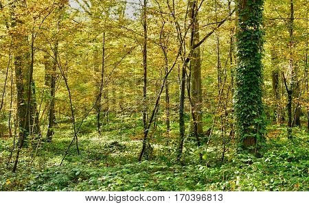 Verneuil sur Seine; France - october 30 2016 : the forest in the west of the city