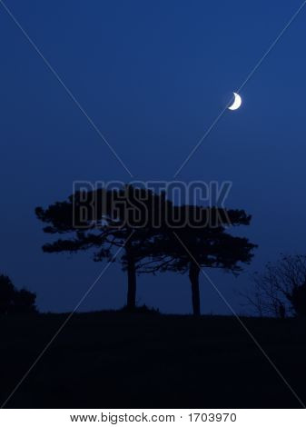 Luna e alberi di pino