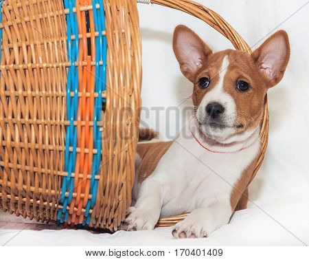 beautiful, cute puppy dogs not barking African dog breed basenji