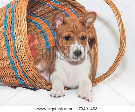 beautiful, cute puppy dogs not barking African dog breed basenji