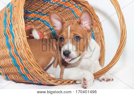 beautiful, cute puppy dogs not barking African dog breed basenji