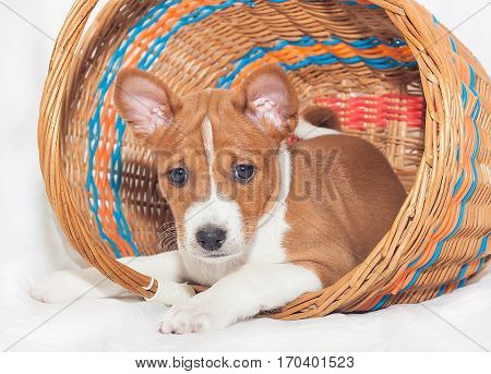 beautiful, cute puppy dogs not barking African dog breed basenji