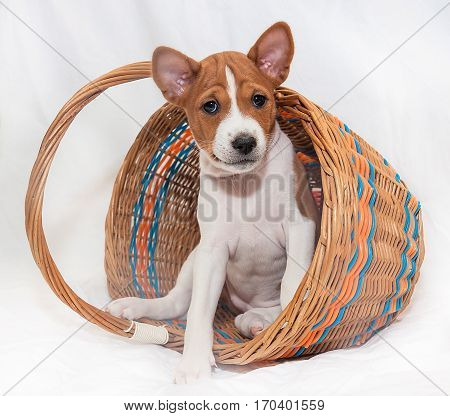 beautiful, cute puppy dogs not barking African dog breed basenji