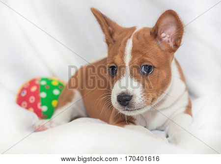 beautiful, cute puppy dogs not barking African dog breed basenji