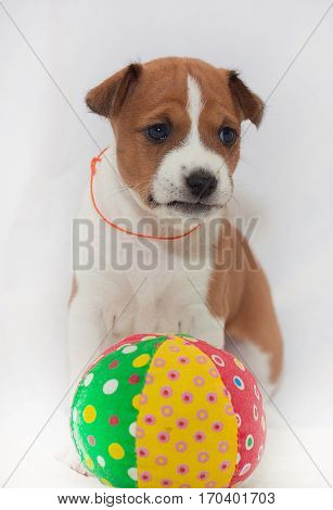 beautiful, cute puppy dogs not barking African dog breed basenji
