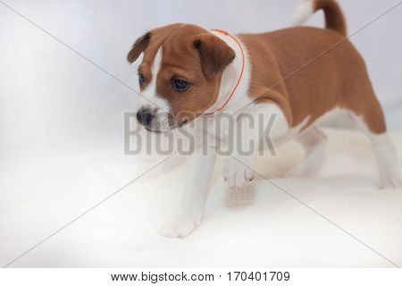 beautiful, cute puppy dogs not barking African dog breed basenji