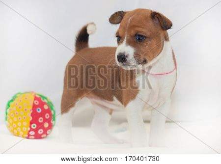beautiful, cute puppy dogs not barking African dog breed basenji