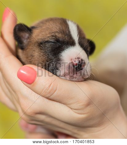 beautiful, cute puppy dogs not barking African dog breed basenji