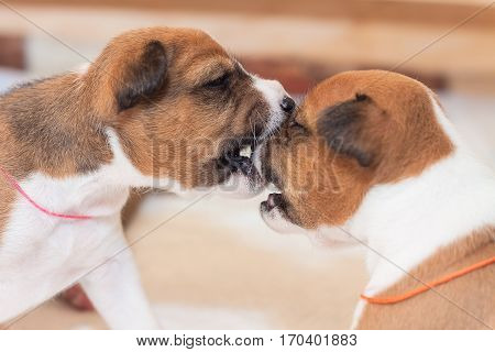 beautiful, cute puppy dogs not barking African dog breed basenji