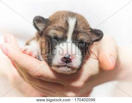 beautiful, cute puppy dogs not barking African dog breed basenji