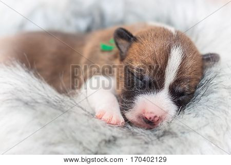 beautiful, cute puppy dogs not barking African dog breed basenji