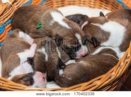beautiful, cute puppy dogs not barking African dog breed basenji