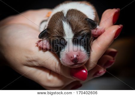 beautiful, cute puppy dogs not barking African dog breed basenji
