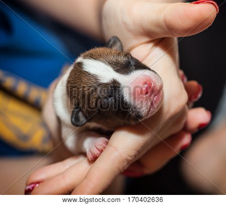 beautiful, cute puppy dogs not barking African dog breed basenji