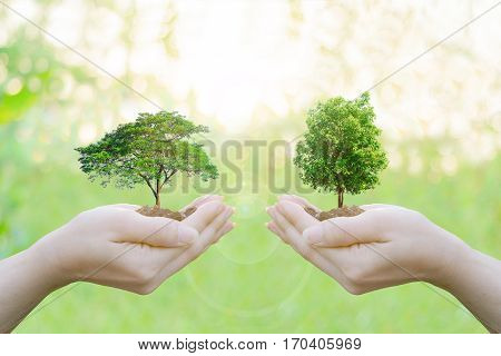 Ecology concept Human hands holding big plant with on blurred sunset background,World Environment Day