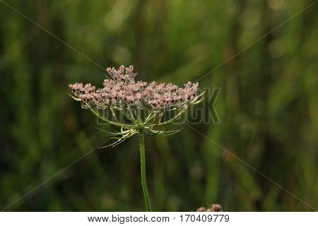 Slightly pink flower in summer sunlight with green backgroung