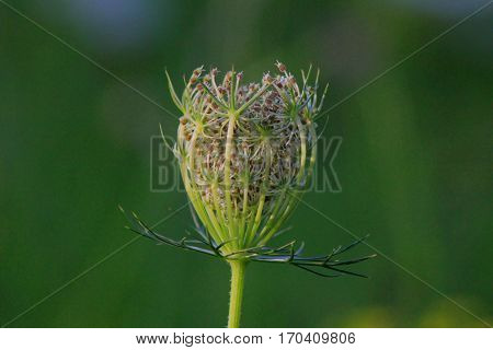 A white closed flower in bright sunlight