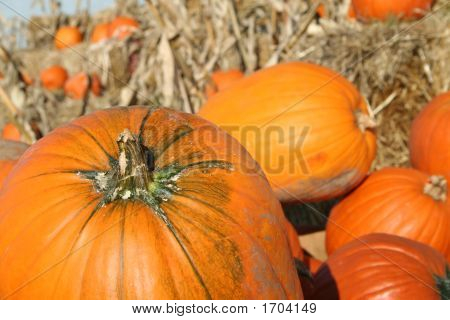 Pantalla de calabaza