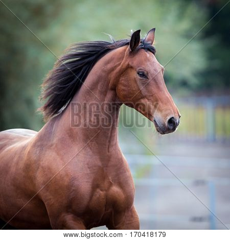 Bay horse portrait closeup. Trakehner horse runs in field. Square photo.