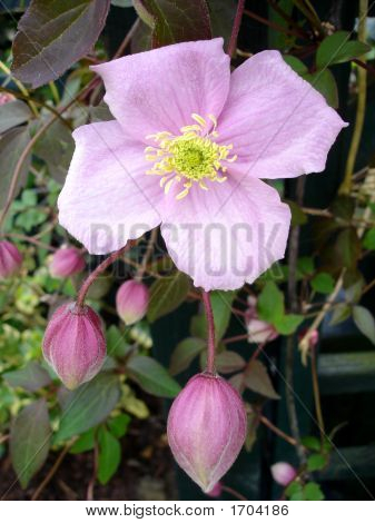 Pink Clematis