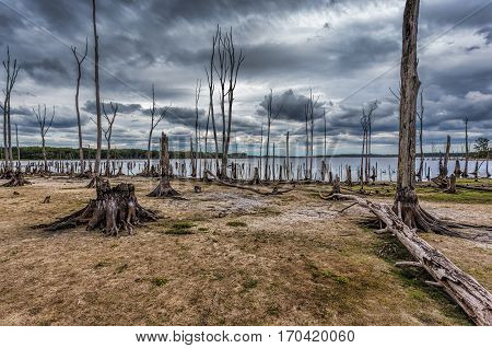 Dead Trees in the forest around a lake with low water levels. This photo depicts drought conditions and Climate Change. Location is Manasquan Reservoir New Jersey.