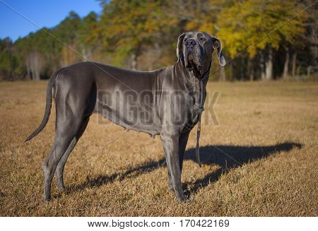 Female Great Dane purebred standing on a grassy field in late fall
